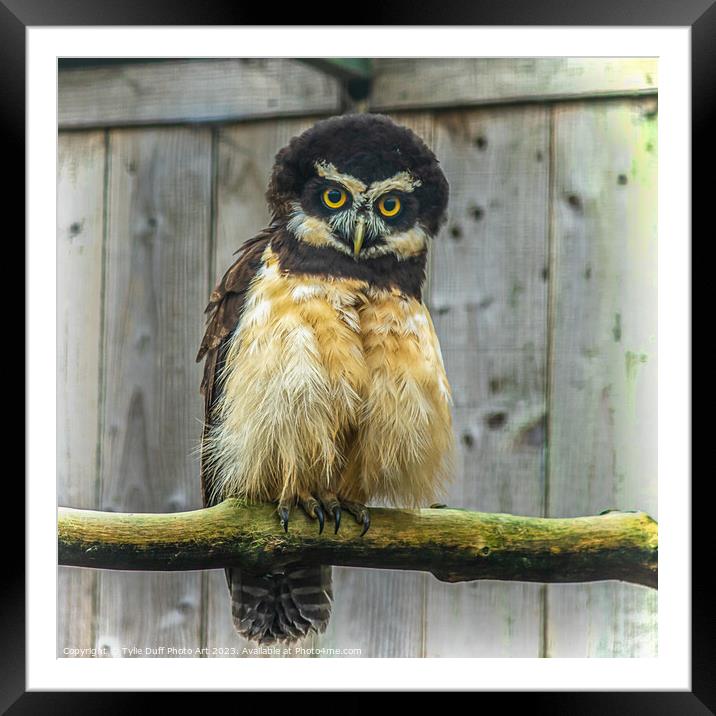 Cuddly Spectacled Owl Framed Mounted Print by Tylie Duff Photo Art