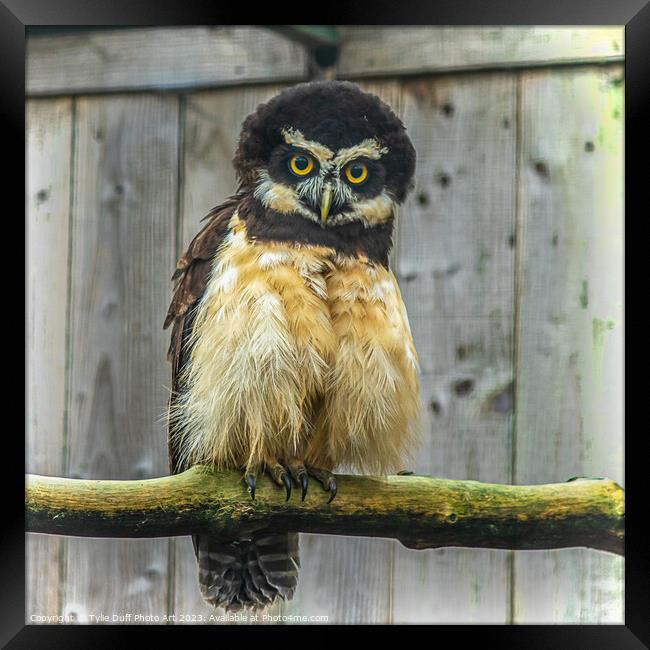 Cuddly Spectacled Owl Framed Print by Tylie Duff Photo Art