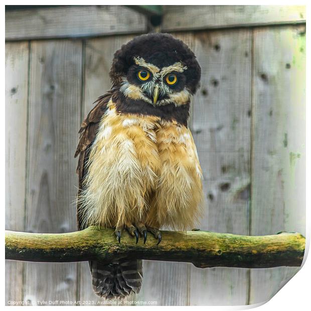Cuddly Spectacled Owl Print by Tylie Duff Photo Art