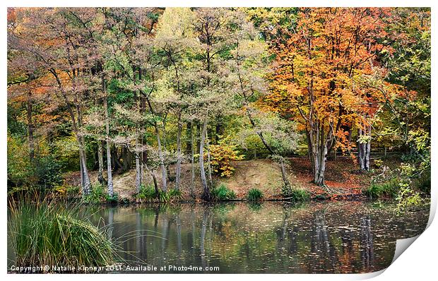 Autumn Trees and Reflections Print by Natalie Kinnear