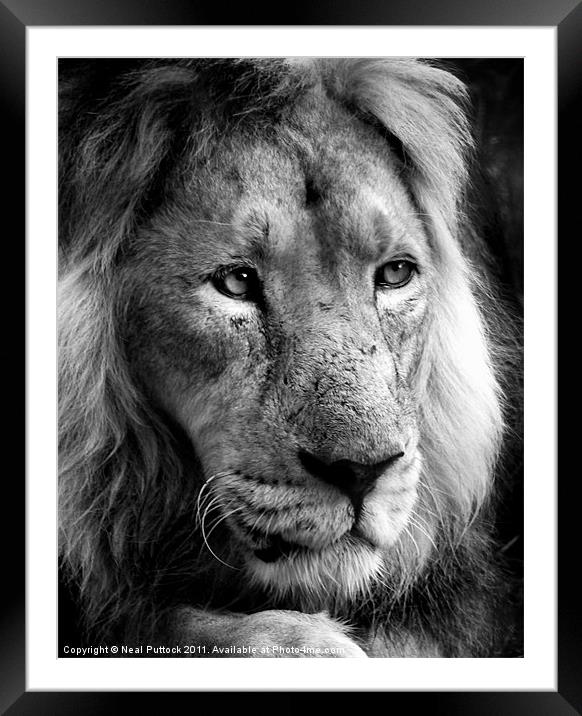 Panthera Leo Framed Mounted Print by Neal P