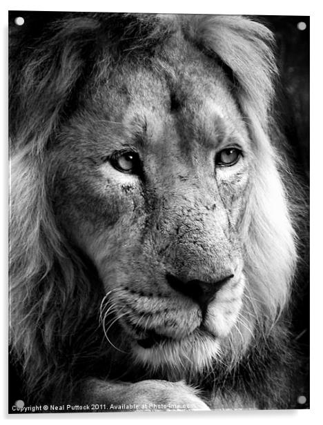 Panthera Leo Acrylic by Neal P