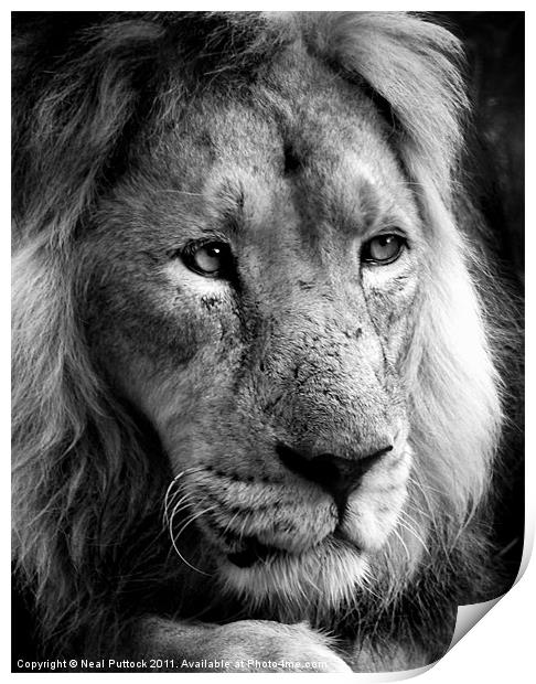 Panthera Leo Print by Neal P