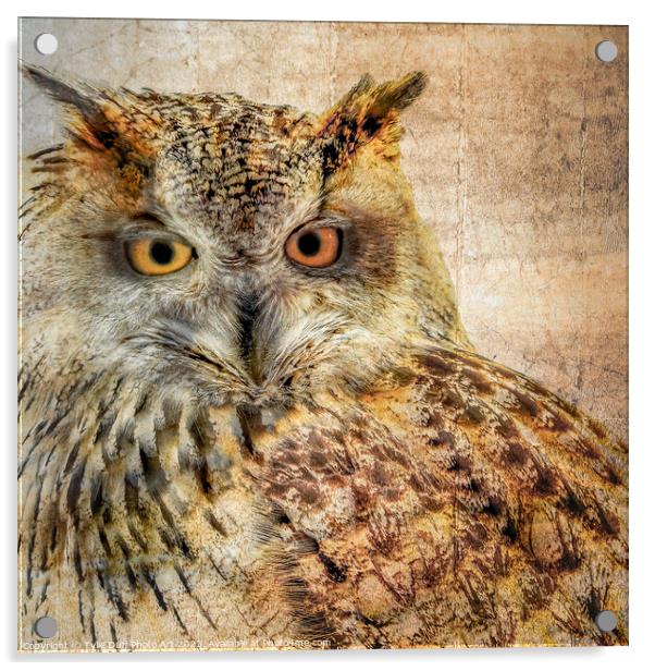 Majestic Hunter The Eurasian Eagle Owl Acrylic by Tylie Duff Photo Art