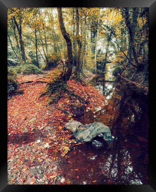 Enchanting Autumn Woodland Wonderland Framed Print by Tim Hill