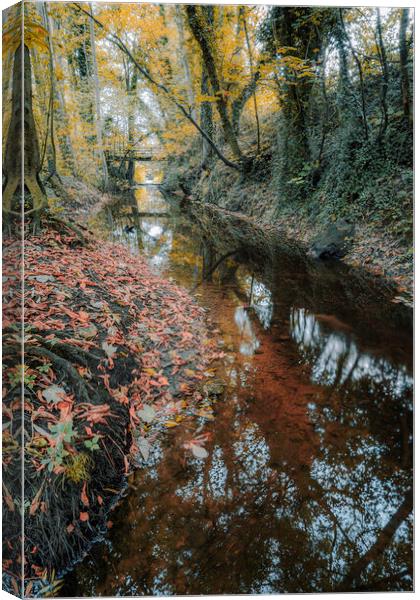 Knaresborough Woodland in Autumn Canvas Print by Tim Hill