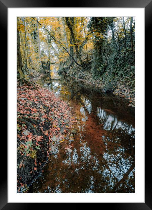Knaresborough Woodland in Autumn Framed Mounted Print by Tim Hill