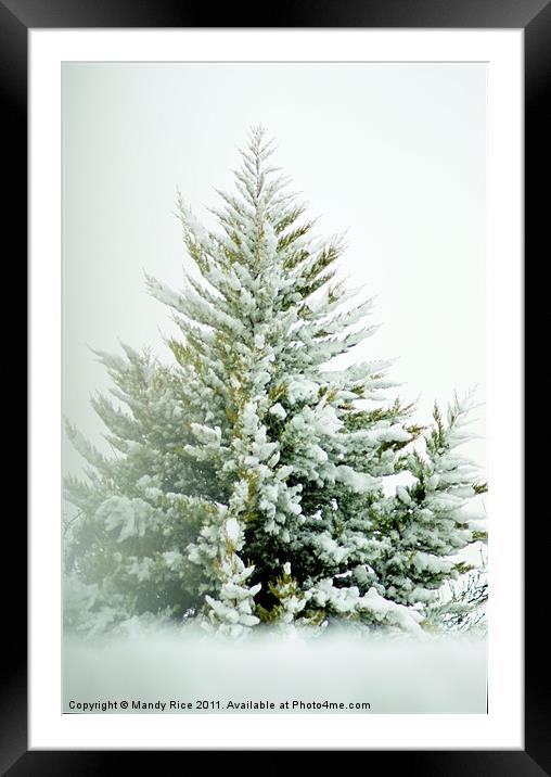 Snow covered tree branches Framed Mounted Print by Mandy Rice
