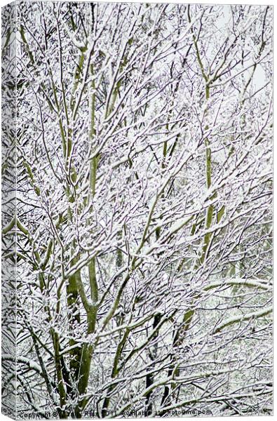 Tree branches covered with snow Canvas Print by Mandy Rice
