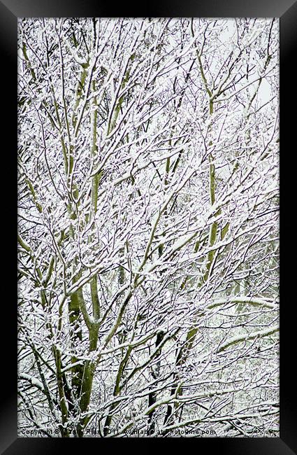 Tree branches covered with snow Framed Print by Mandy Rice