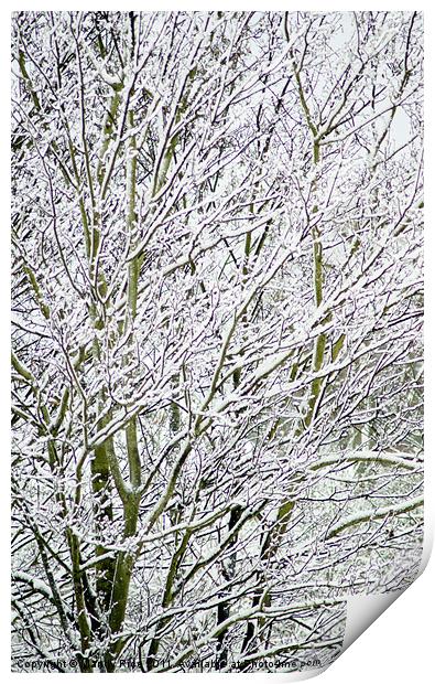 Tree branches covered with snow Print by Mandy Rice