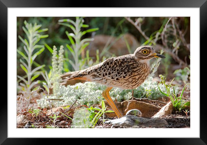 Crouched over the nest Framed Mounted Print by Adrian Turnbull-Kemp