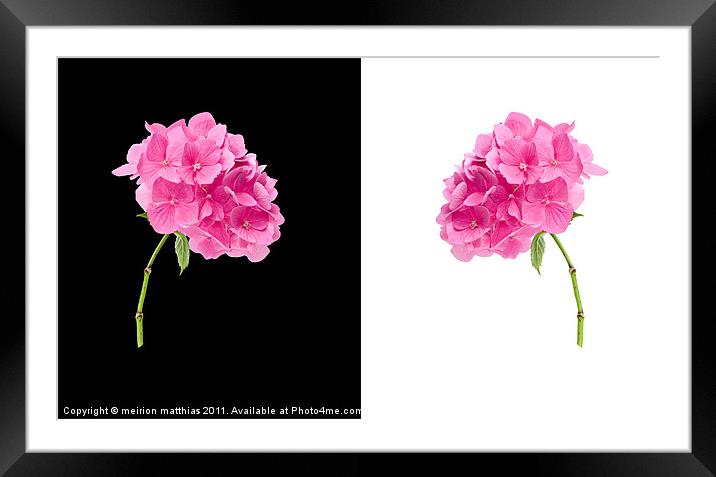 black and white pink hydrangea Framed Mounted Print by meirion matthias