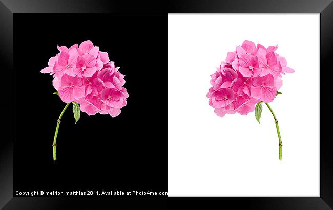 black and white pink hydrangea Framed Print by meirion matthias