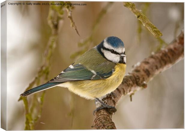 Blue tit feeling the cold Canvas Print by Sally Wallis