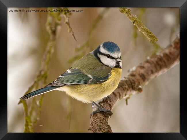 Blue tit feeling the cold Framed Print by Sally Wallis