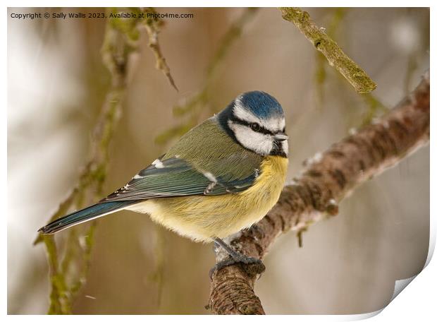 Blue tit feeling the cold Print by Sally Wallis