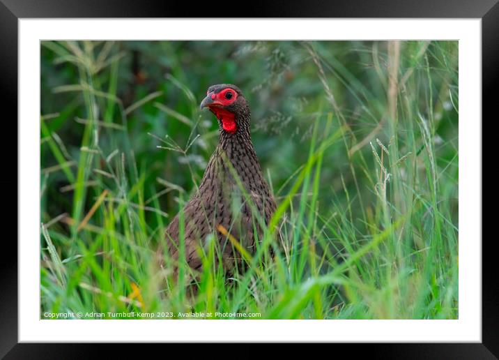 Peering through the long grass Framed Mounted Print by Adrian Turnbull-Kemp