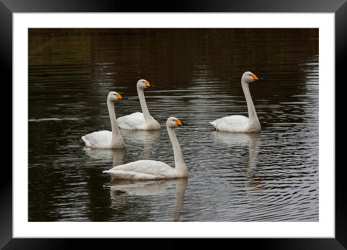 Family of whooper swans  Framed Mounted Print by Sally Wallis