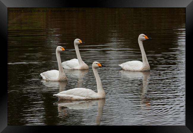 Family of whooper swans  Framed Print by Sally Wallis