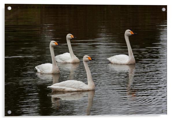 Family of whooper swans  Acrylic by Sally Wallis