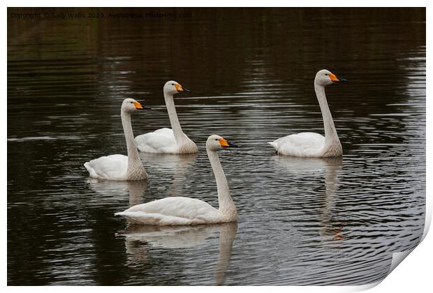 Family of whooper swans  Print by Sally Wallis