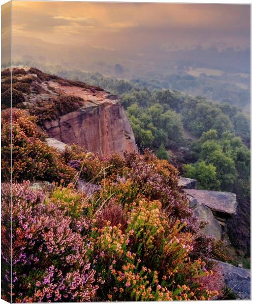 Majestic Sunrise Over Heather Canvas Print by Tim Hill