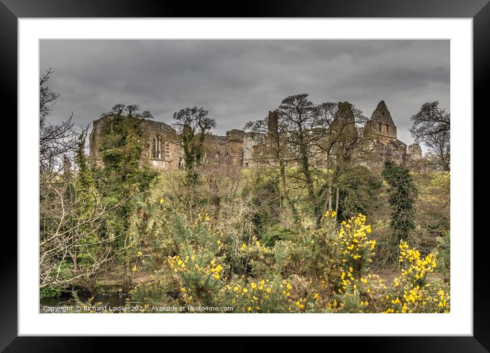 Egglestone Abbey and Gorse  Framed Mounted Print by Richard Laidler