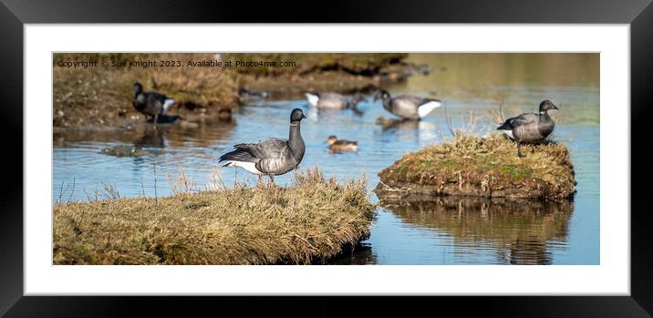 Brant Goose  Framed Mounted Print by Sue Knight