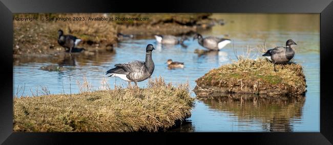 Brant Goose  Framed Print by Sue Knight