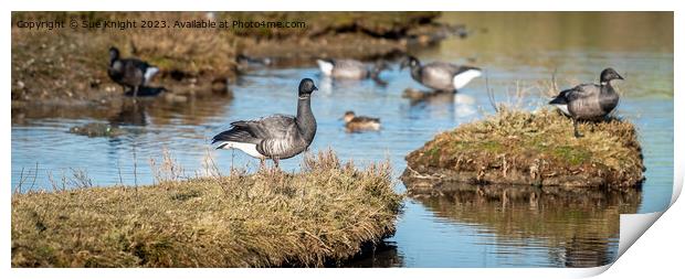 Brant Goose  Print by Sue Knight