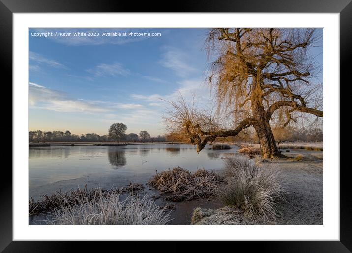 Ageing Weeping Willow tree leaning over to pond Framed Mounted Print by Kevin White