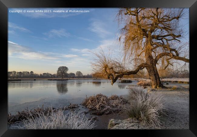 Ageing Weeping Willow tree leaning over to pond Framed Print by Kevin White