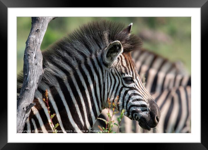 Just stripes Framed Mounted Print by Adrian Turnbull-Kemp