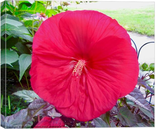 Pink Hibiscus Canvas Print by Stephanie Moore