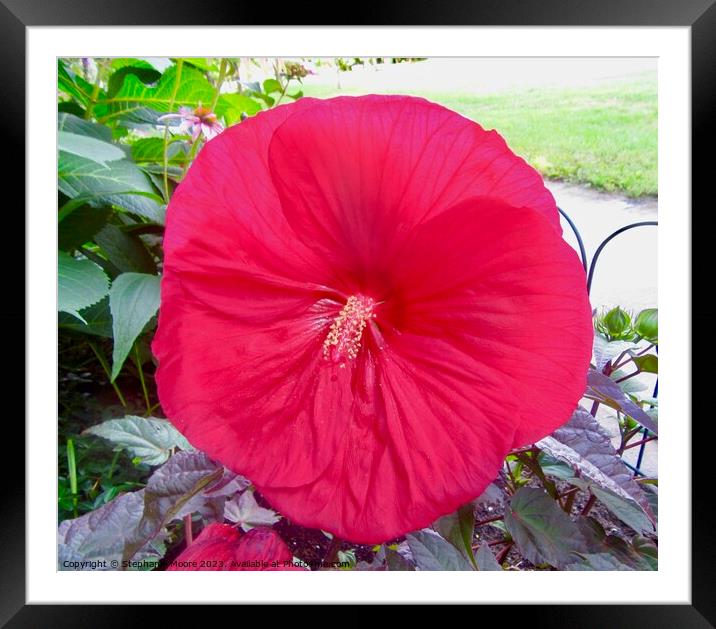Pink Hibiscus Framed Mounted Print by Stephanie Moore
