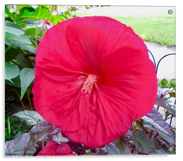 Pink Hibiscus Acrylic by Stephanie Moore