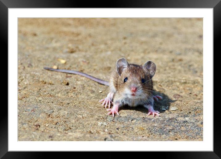 Baby Rat Framed Mounted Print by Susan Snow