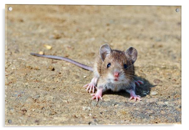 Baby Rat Acrylic by Susan Snow
