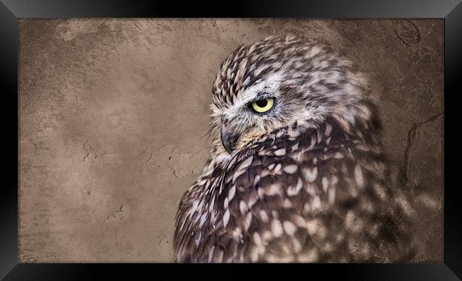 Burrowing Owl Framed Print by Celtic Origins