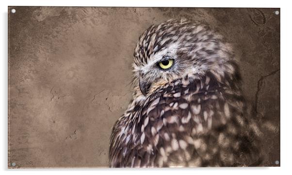 Burrowing Owl Acrylic by Celtic Origins