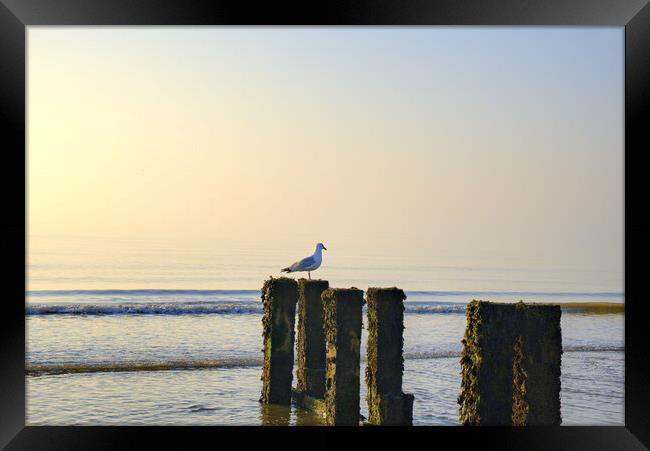 Bridlington Seafront Framed Print by Steve Smith