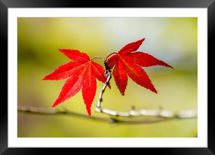Autumns Fiery Foliage Framed Mounted Print by Tim Hill