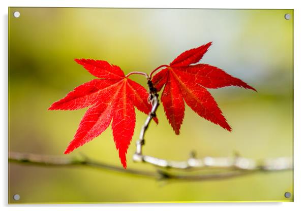 Autumns Fiery Foliage Acrylic by Tim Hill