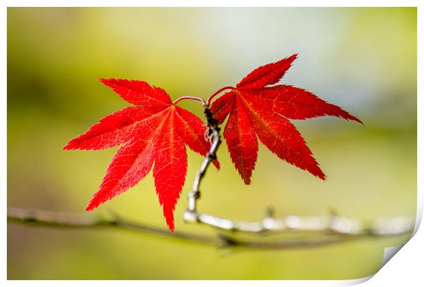Autumns Fiery Foliage Print by Tim Hill