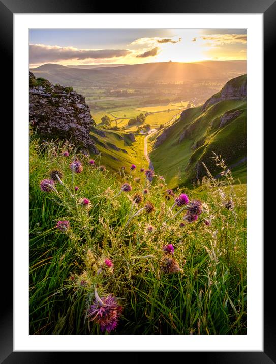 A Sunrise of Purple Thistles Framed Mounted Print by Tim Hill