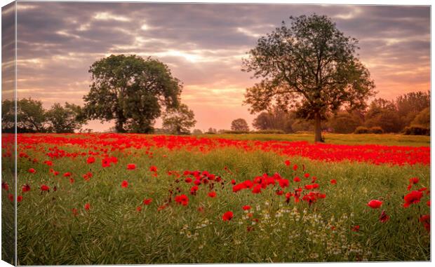 Ackworth Poppy Field, West Yorkshire Canvas Print by Tim Hill