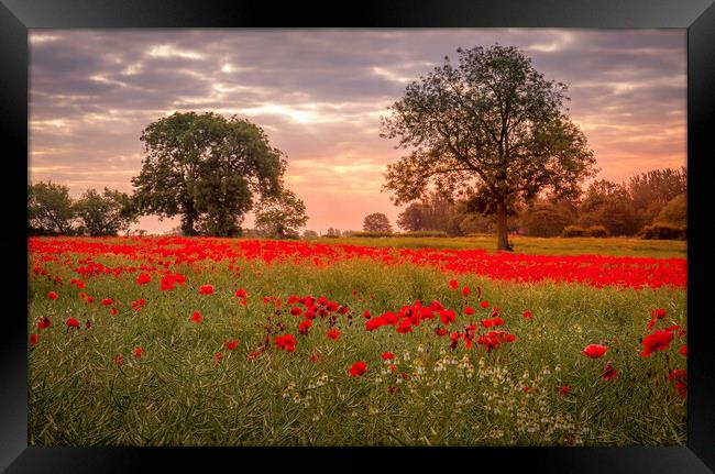 Ackworth Poppy Field, West Yorkshire Framed Print by Tim Hill