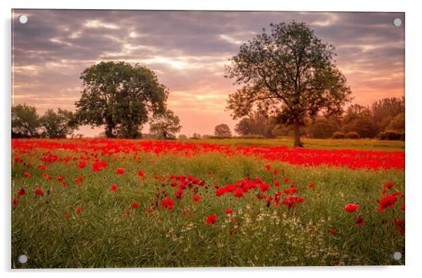 Ackworth Poppy Field, West Yorkshire Acrylic by Tim Hill