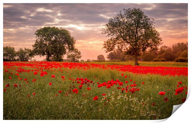 Ackworth Poppy Field, West Yorkshire Print by Tim Hill